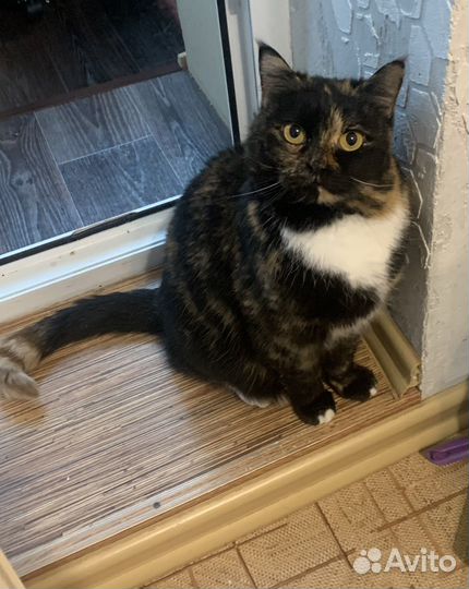 Кошка Тося ищет дом