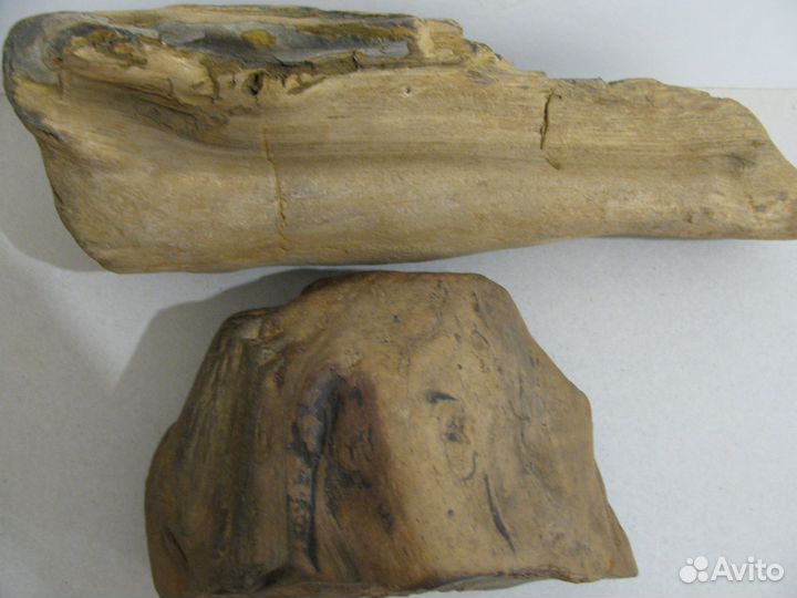 Окаменелое дерево (в коллекцию)