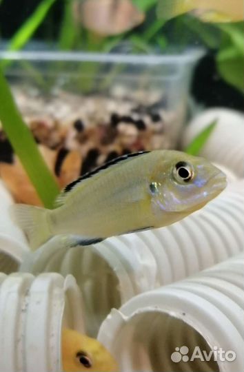 Аквариумные рыбки Лабидохромис Еллоу