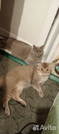 Британские котята