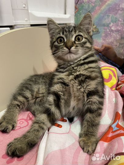 Шотландская кошечка