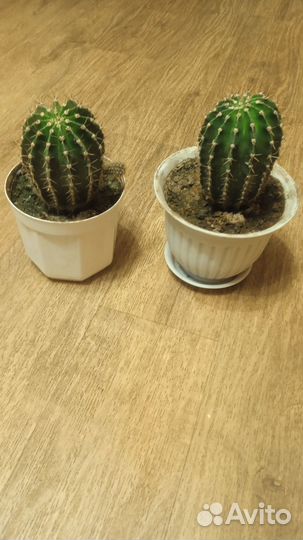 Комнатные растения:кактусы,фикусы