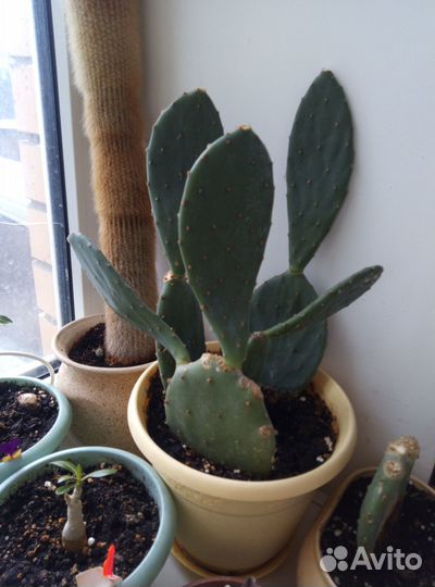 Опунция инжирная дающая съедобные плоды Кактус