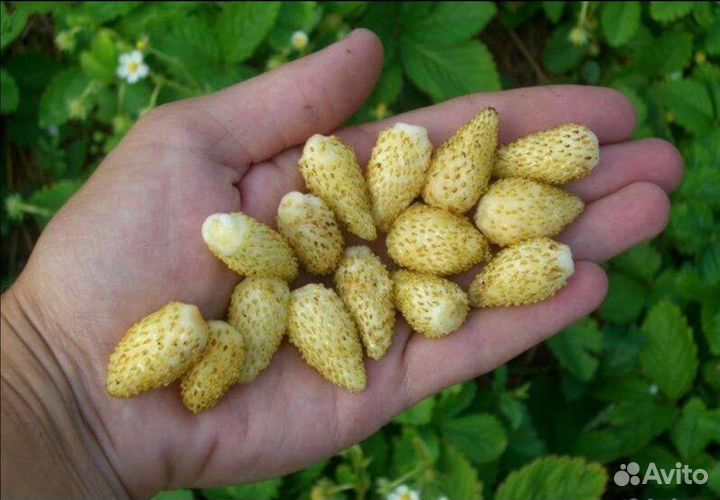 Земляника (клубника) непрерывного плодоношения