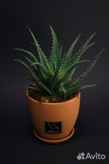 Алоэ вера. Цветок