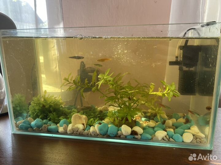 Аквариум и рыбки