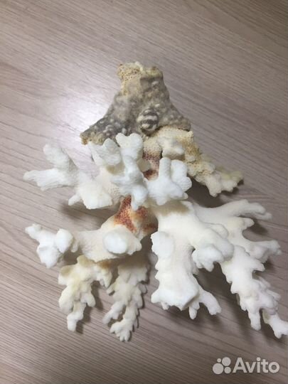 Натуральный коралл