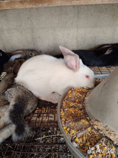 Кролики мясных пород