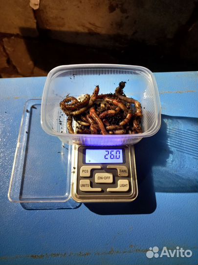 Червь дендробена