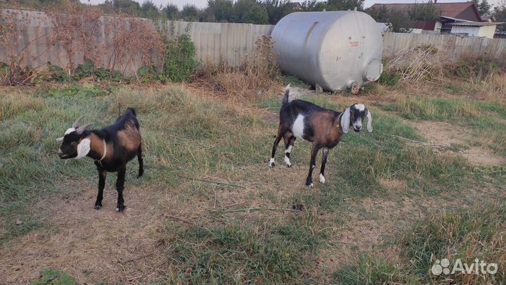 Англо нубийский козел