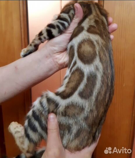 Бенгальские котята