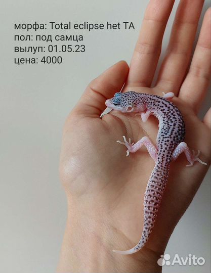 Геккон эублефар