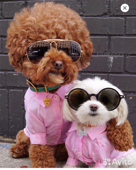 Выгул собак