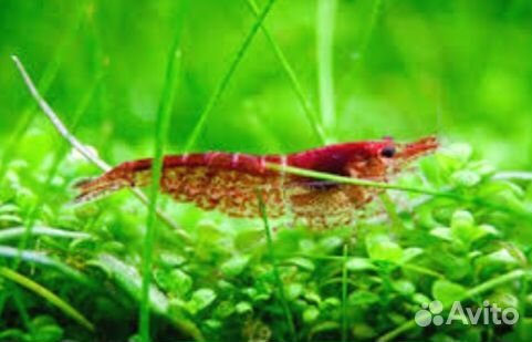 Рыбки Креветки Улитки Растения