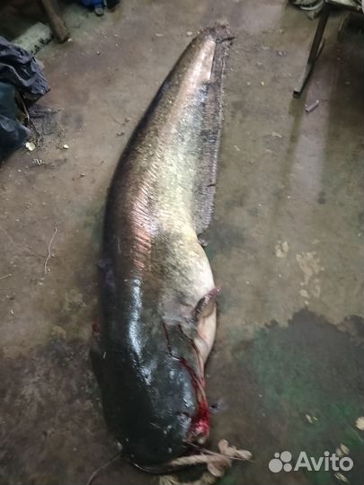 Балык копченый сом