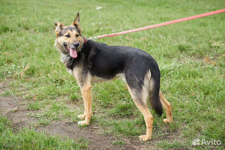 Милый пёсик ждет своего человека