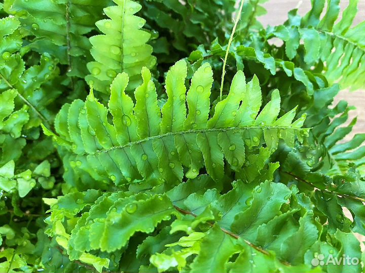 Нефролепис компактный, взрослый куст