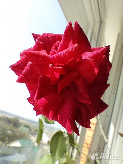Роза комнатная Бенгальская.Только малиновый цвет