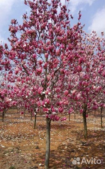 Магнолия на штамбе