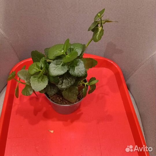 Отдам цветы