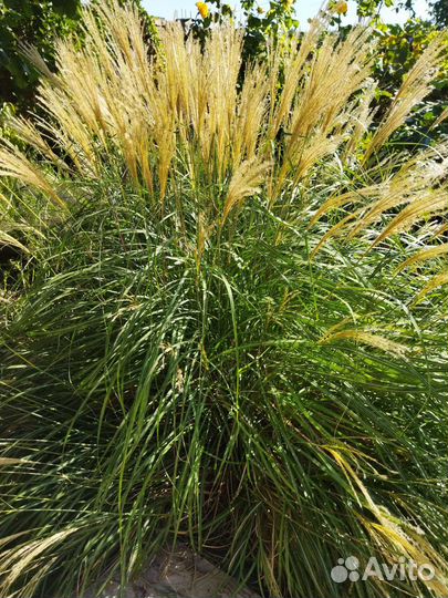 Помпасная трава, Мискантус. Дикий виноград