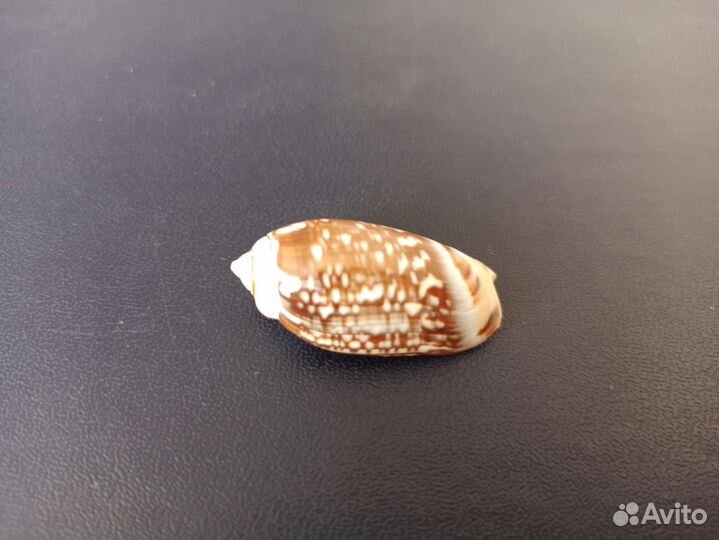 Морская раковина