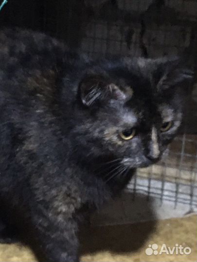 Кошка в семью