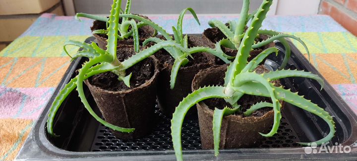 Алоэ столетник лечебный