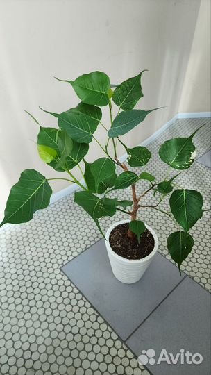 Фикус Религиоза (Священный)