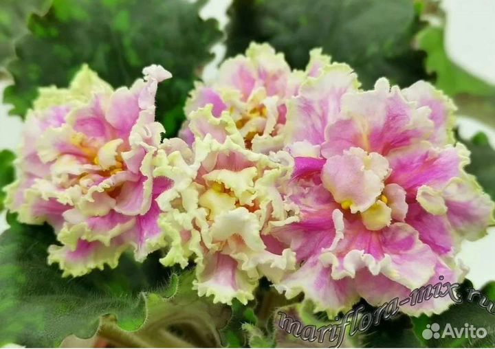 Фиалка детки