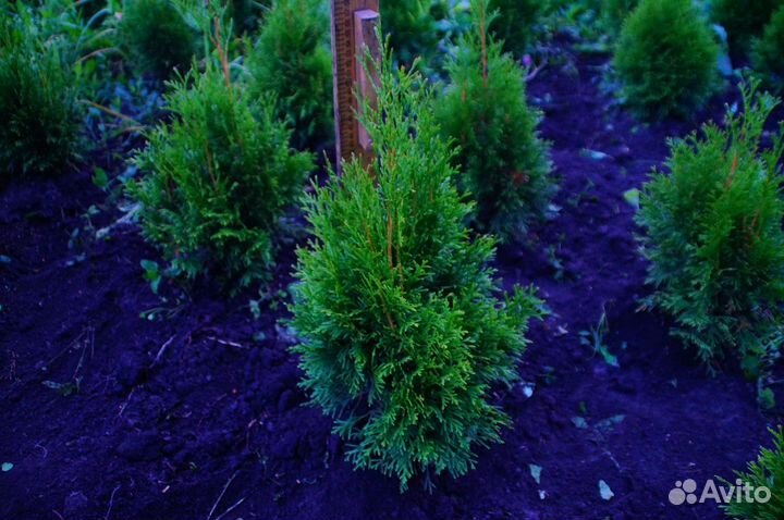 Туя смарагд