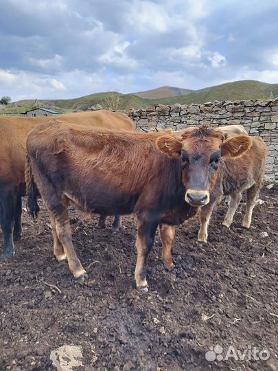 Телята, телки