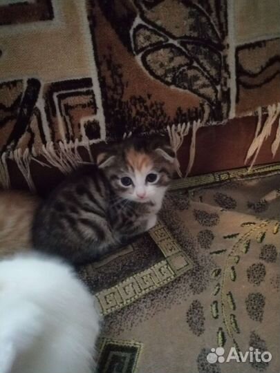 Котята в добрые руки бесплатно