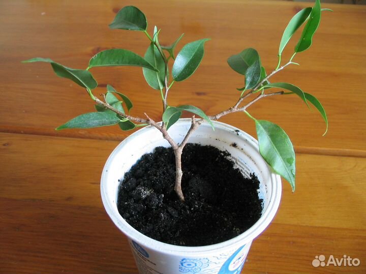 Фикусы Бенджамина (2 сорта)