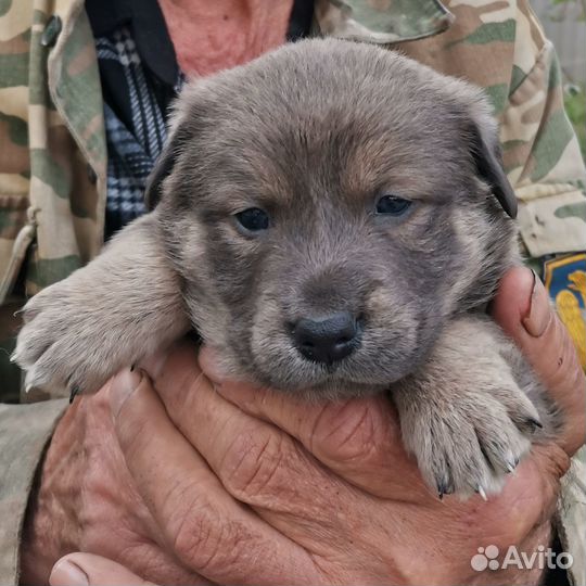 Собаки бесплатно в добрые руки