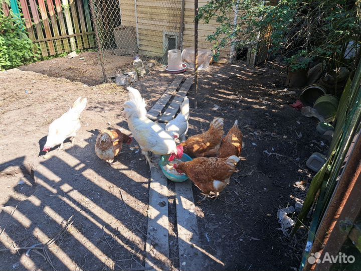 Куры старые бесплатно
