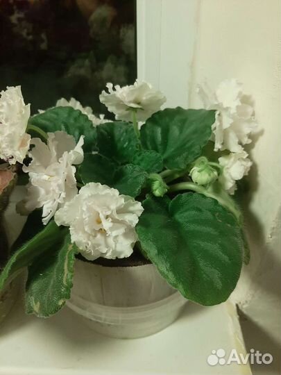 Глоксиния и фиалки сортовые