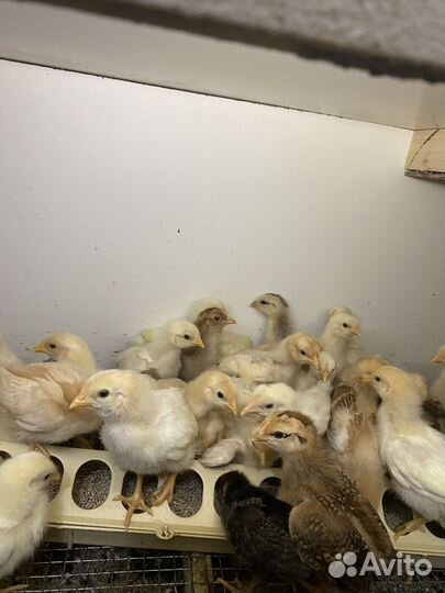 Цыпленок мясо -яичные микс