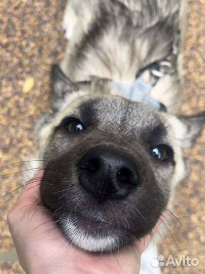 Щенки овчарки в добрые руки метис