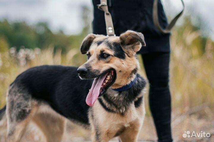 Собака в добрые руки