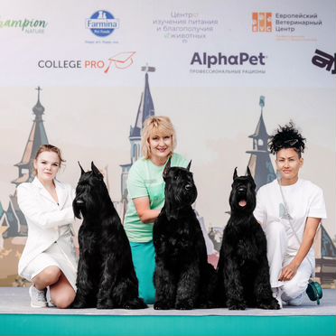 Ризеншнауцер, щенок