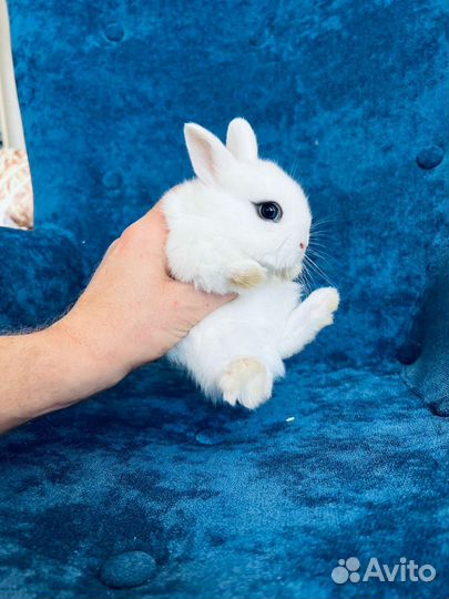 Кролики мини карликовые ручные