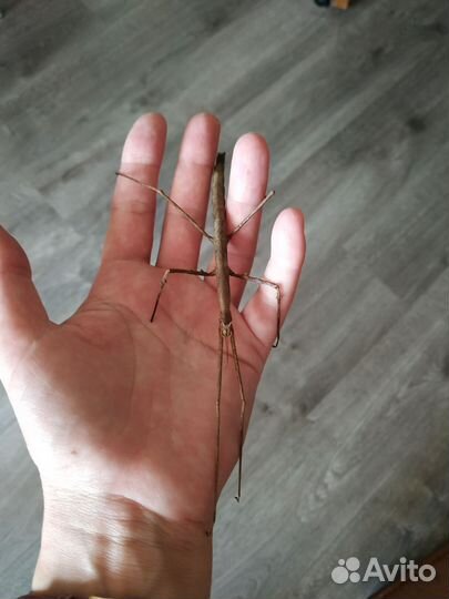 Аннамский палочник