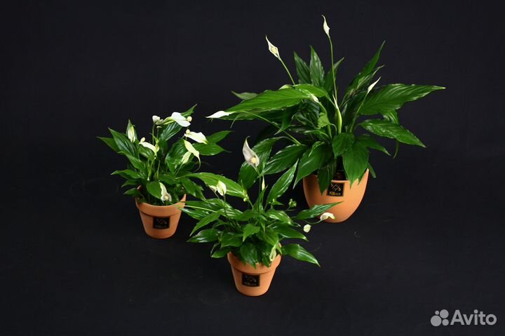 Комнатные домашние растения с доставкой