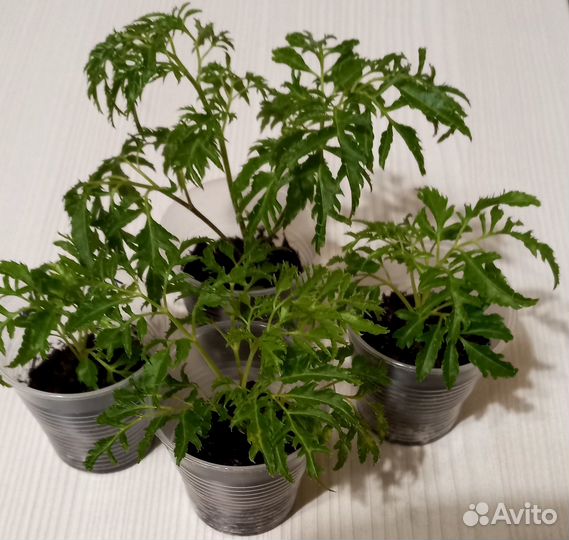 Комнатный цветок полисциас