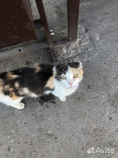 Кошечка вислоухая