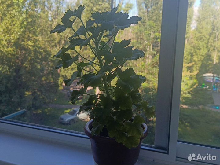 Комнатные цветы