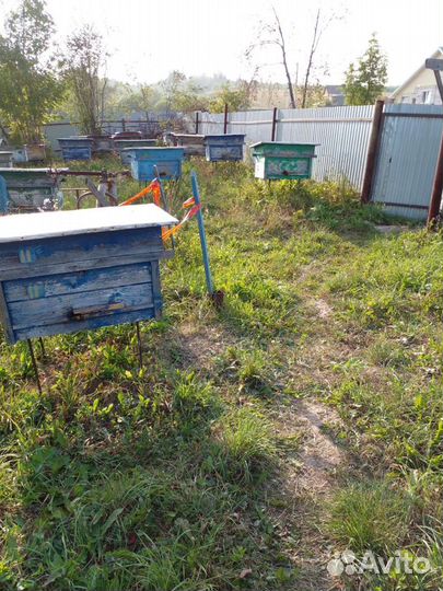 Мёд цветочный, прополис, прополисный холстик