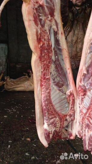 Свиньи на мясо