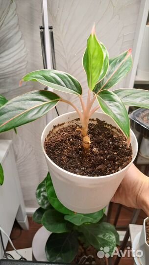 Аглаонема салмон фэнтези